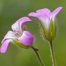 Geranium rotundifolium (Geranio malvaccino)